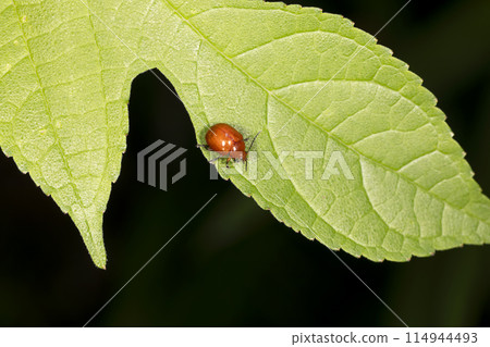 Ooca Marni Moth Ooca Marni Moth 114944493