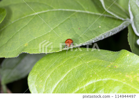 Ooca Marni Moth 114944497