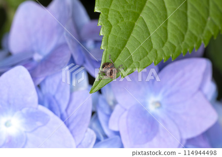 Giant mistletoe weevil 114944498