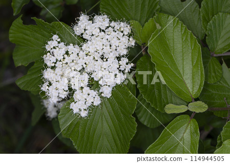 Viburnum Viburnum 114944505