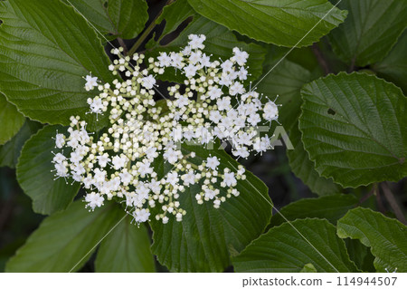 Viburnum Viburnum 114944507