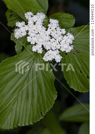 Viburnum 114944510