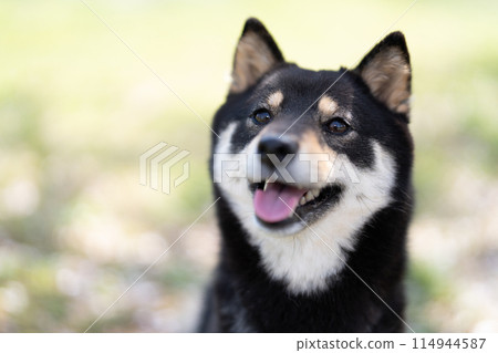 Shiba Inu Shiba Inu 114944587