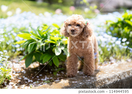 花和玩具貴賓犬 114944595