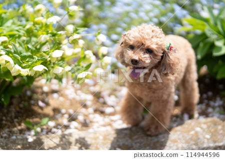 花和玩具貴賓犬 花和玩具貴賓犬 114944596
