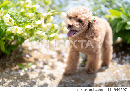 花和玩具貴賓犬 花和玩具貴賓犬 114944597