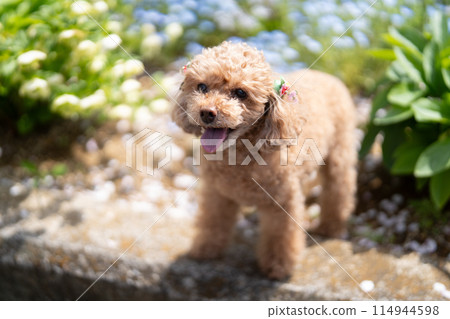 Flower and toy poodle 114944598