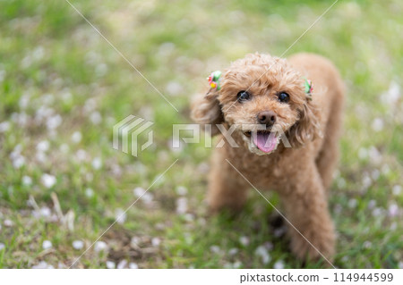 Toy poodle playing on the lawn 114944599