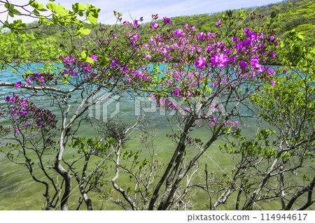 Mitsuba azalea blooming on the shores of Lake Konuma 114944617