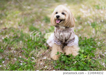 Maltipoo sitting Maltipoo sitting 114944832