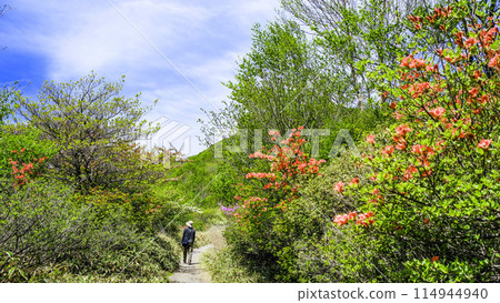 Yamatsutsuji blooming on the Konuma Promenade 114944940