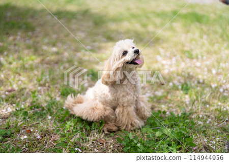 馬爾蒂普坐 114944956