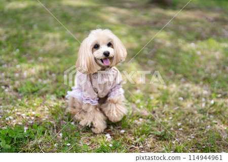 馬爾蒂普坐 馬爾蒂普坐 114944961