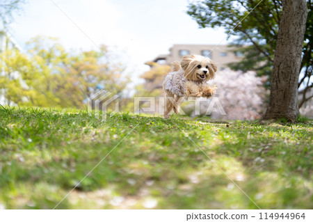 Running Maltipoo Running Maltipoo 114944964