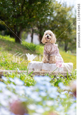 Flowers and Maltipoo 114944968