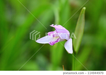 淡粉紅色花朵的 tokissou 花的特寫 114944970