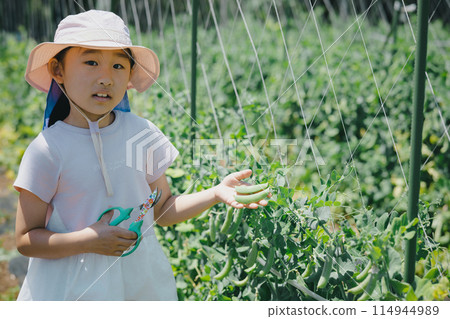 Children enjoying harvesting vegetables 114944989