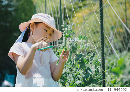 孩子們在享受收穫蔬菜的樂趣 114944992
