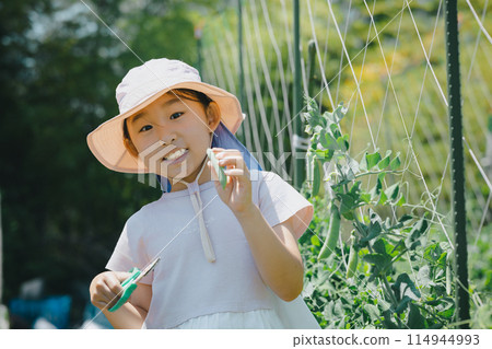 Children enjoying harvesting vegetables 114944993