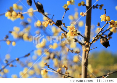 生動的肉白花 114945360