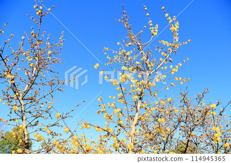 Vivid Wintersweet flowers 114945365