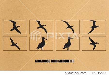 set of silhouettes of bird albatross, albatross bird silhouette vector illustration set of silhouettes of bird albatross, albatross bird silhouette vector illustration 114945563