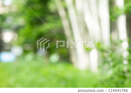 白樺樹幹和鬱鬱蔥蔥的綠樹模糊背景 白樺樹幹和鬱鬱蔥蔥的綠樹模糊背景 114945766