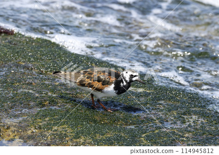 Kyosho Shiki 114945812