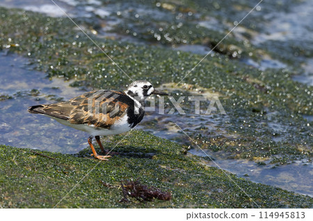 Kyosho Shiki 114945813