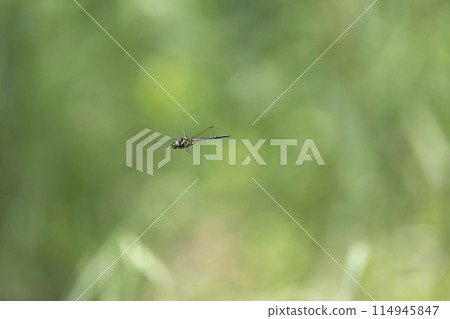 Salasayama Salasayama 114945847