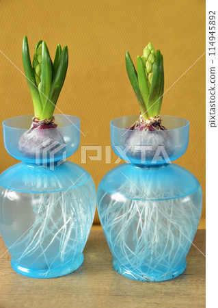 Indoor water-grown hyacinths Indoor water-grown hyacinths 114945892