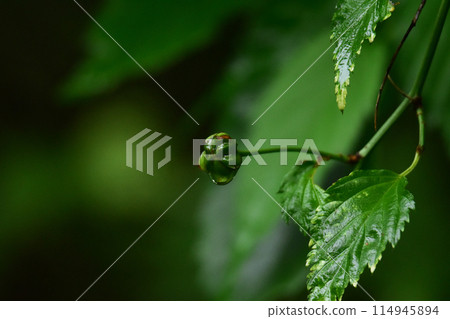 山吹的藍色果實被雨淋濕 114945894