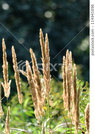 Autumn mountain ash Autumn mountain ash 114945896