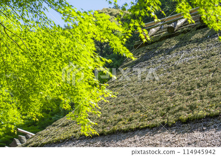 Saga Toriimoto: Green maples and thatched roofs Saga Toriimoto: Green maples and thatched roofs 114945942