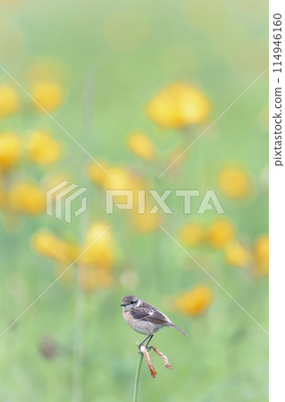July in Hokkaido: Blue-and-white flycatchers and daylilies. 114946160