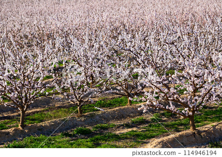 Blossoming apricot orchard 114946194