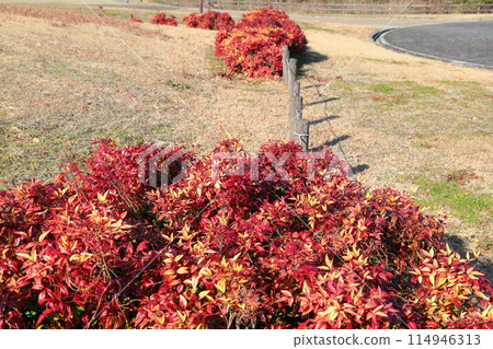 Otahuku Nanten紅葉 114946313