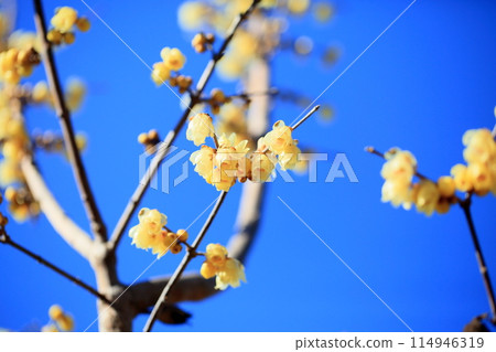 生動的肉白花 114946319