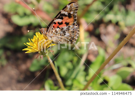 Red-tailed butterfly sucking dandelion nectar Red-tailed butterfly sucking dandelion nectar 114946475