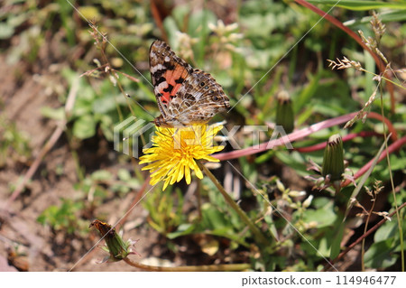 Red-tailed butterfly sucking dandelion nectar 114946477