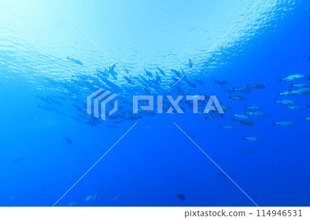 School of red snapper (Acanar) 114946531