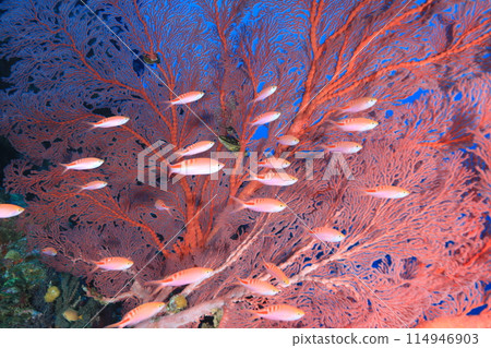 A vivid red-spotted anthias 114946903