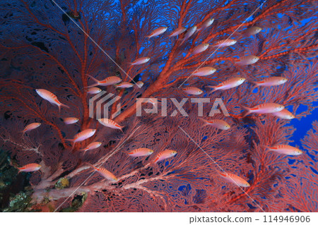 A vivid red-spotted anthias A vivid red-spotted anthias 114946906