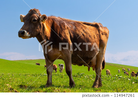被放牧的牛 114947261