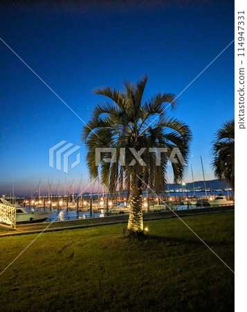 黃昏遊艇港口天空棕櫚樹 114947331