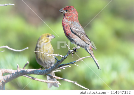 七月的北海道一對銀山真子。 七月的北海道一對銀山真子。 114947332