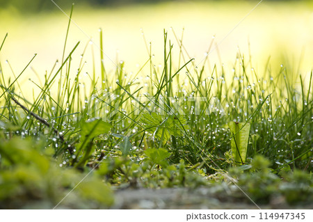 Lushness of the grass and delicate detail of the dewdrops 114947345