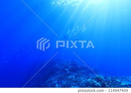 Coral and beautiful sea Coral and beautiful sea 114947409