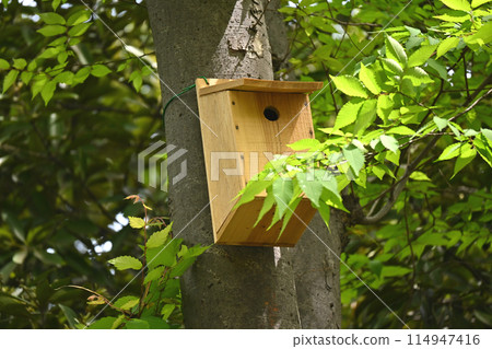 Shady hive box Shady hive box 114947416