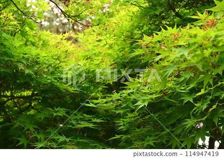 Fresh green maple trees stand out against the green leaves 114947419